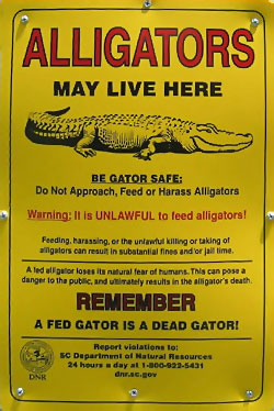 Alligators may live here sign