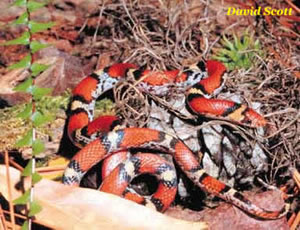 Scarlet Snake (Cemophora coccinea)