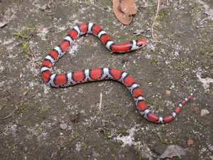 Scarlet Snake (Cemophora coccinea)