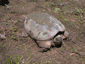 Common Snapping Turtle (Chelydra serpentina)