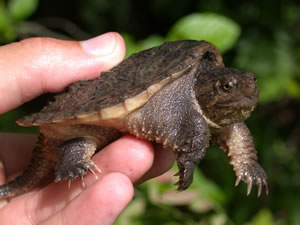 Common Snapping Turtle (Chelydra serpentina)