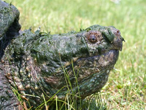 Common Snapping Turtle (Chelydra serpentina)