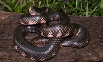 Mud Snake (Farancia abacura)