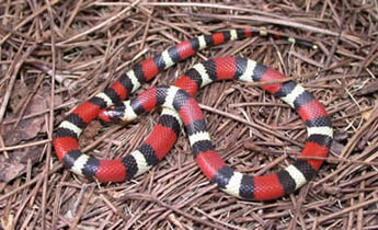 Scarlet Kingsnake / Eastern Milksnake (Lampropeltis triangulum)