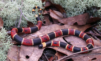 Eastern Coral Snake (Micrurus fulvius) - Venomous