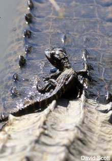Mother and Child Alligators