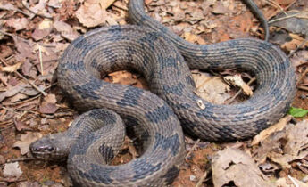 Brown Watersnake (Nerodia taxispilota)