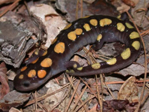 Salamanders