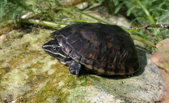 Common Musk Turtle (Sternotherus odoratus)