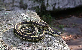 Eastern Garter Snake (Thamnophis sirtalis)