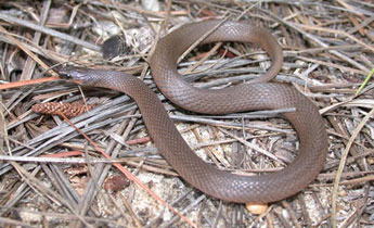 Rough Earth Snake (Virginia striatula)