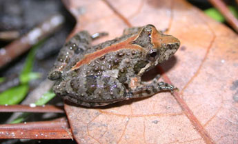 Southern Cricket Frog (Acris gryllus)