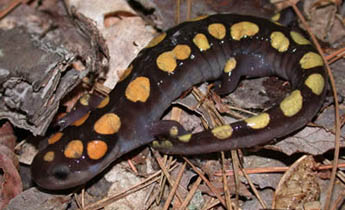 Spotted Salamander (Ambystoma maculatum)