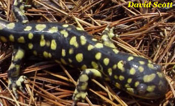 Tiger Salamander (Ambystoma tigrinum)