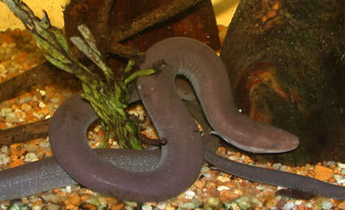 Two-toed Amphiuma (Amphiuma means)