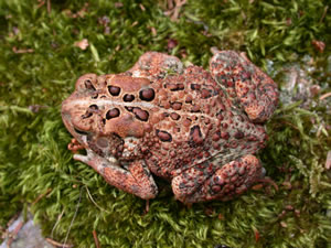 American Toad (Bufo [Anaxyrus] americanus)