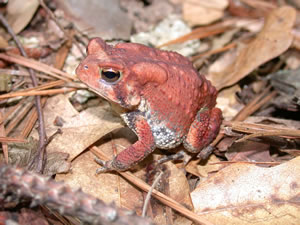 American Toad (Bufo [Anaxyrus] americanus)