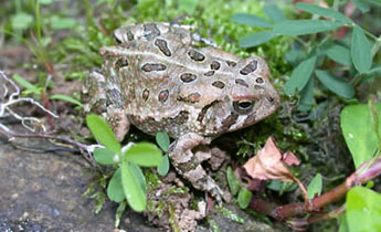 Fowler's Toad (Bufo [Anaxyrus] fowleri)