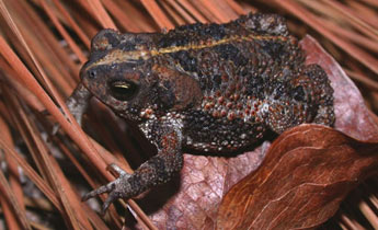 Oak Toad (Bufo [Anaxyrus] quercicus)