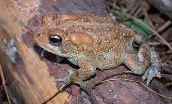 Southern Toad (Bufo [Anaxyrus] terrestris)