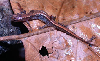 Seepage Salamander (Desmognathus aeneus)