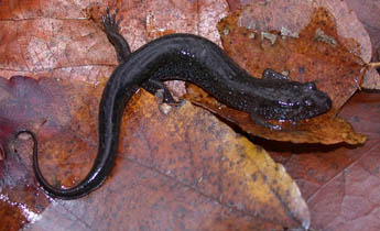 Southern Dusky Salamander (Desmognathus auriculatus)