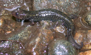 Dwarf Blackbelly Salamander (Desmognathus folkertsi)