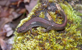 Northern / Spotted Dusky Salamander (Desmognathus fuscus / conanti)