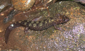 Shovelnose Salamander (Desmognathus marmoratus)