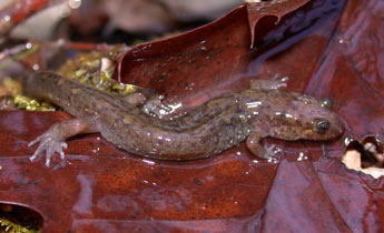 Seal Salamander (Desmognathus monticola)