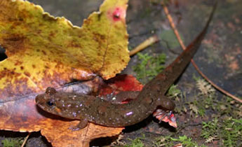 Ocoee Dusky Salamander (Desmognathus ocoee)