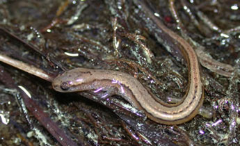 Chamberlain's Dwarf Salamander (Eurycea chamberlaini)