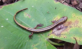 Three-lined Salamander (Eurycea guttolineata)