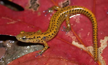 Long-tailed Salamander (Eurycea longicauda)