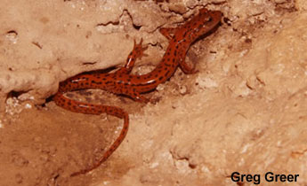 Cave Salamander (Eurycea lucifuga)