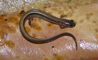 Dwarf Salamander (Eurycea quadridigitata)