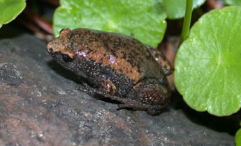 Eastern Narrowmouth Toad (Gastrophryne carolinensis)