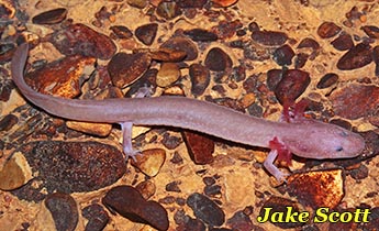 Tennessee Cave Salamander (Gyrinophilus palleucus)