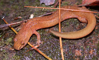 Spring Salamander (Gyrinophilus porphyriticus)