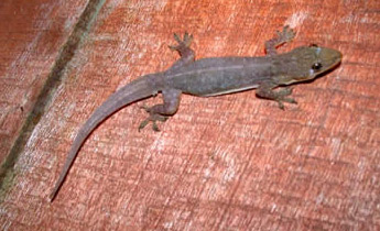 Indo-Pacific Gecko (Hemidactylus garnotii) - Introduced