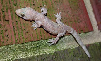 Mediterranean Gecko (Hemidactylus turcicus) - Introduced