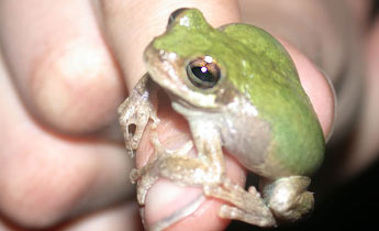 Bird-voiced Treefrog (Hyla avivoca)