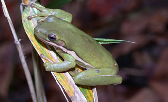 Green Treefrog (Hyla cinerea)