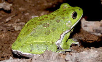 Barking Treefrog (Hyla gratiosa)