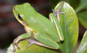 Squirrel Treefrog (Hyla squirella)