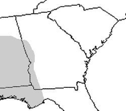Alabama Waterdog (Necturus alabamensis)