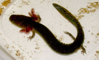 Dwarf Waterdog (Necturus punctatus)