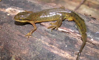 Red-spotted Newt (Notophthalmus viridescens)