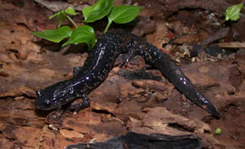 Slimy Salamander (Plethodon glutinosus complex)