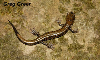 Pigeon Mountain Salamander (Plethodon petraeus)